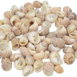 Natural Sea Shells - Spotted Snail For Vase, DIY Crafts, Ornaments, Home Decor-1