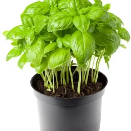 Italian Basil Plant Seed-image-55