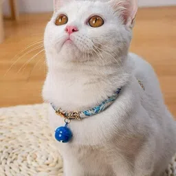 Kitten Best Cat Necklace colourful collar best for cat Pack Bell Dog & Cat Collar Charm-image-55