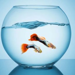 Glass Fish Tank for Small Betta Fish & Plants tank_0010i(10 INCH) Round Ends Aquarium Tank-2