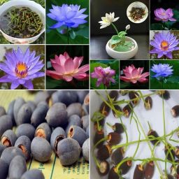 Mixed lotus flower seed Seed-image-19