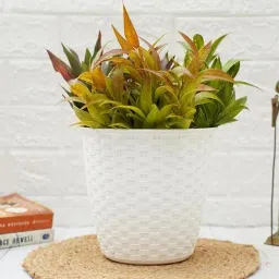 gold dust White Plastic Desk Pot-picture-17