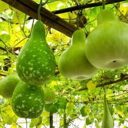 F1 Hybrid round bottle gourd, lau, lauki seeds, hybrid lauki long Seed-image-11