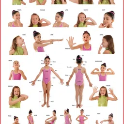 spectrum Kid's 1st Learning Charts [S] : Set 30 (Human Anatomy, Parts of the Body, Solar System, Multiplication Tables, Map of India, Animals, Birds & Communications) image 2