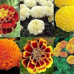 ™ Genda phool seeds, african marigold flower seeds hybrid, premium mix Seed-image-38