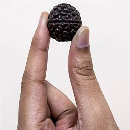 Natural 1 mukhi Rudraksha Beads For Astrology Purpose Wood Pendant-image-41