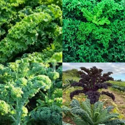 ibains Kale seeds for sprouting no of seeds 25 Seed-picture-9