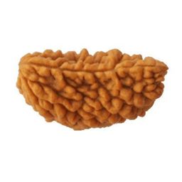 maalavya One Face Rudraksha (1 Mukhi Rudraksh) image 2