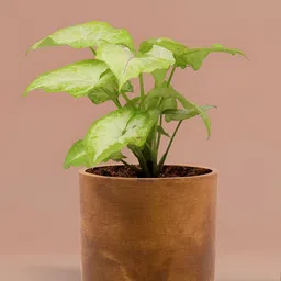 LASAKI Antique Brown Ceramic Planter-image-74