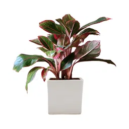 LASAKI White Square Box Ceramic Planter-image-24