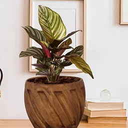 LASAKI Brown Textured Ceramic Planter With Holder-9
