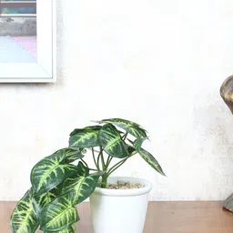 FOLIYAJ Green & White Artificial Arrowhead Plant With Pot-54