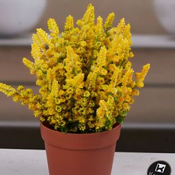 Kookee Green And Yellow Artificial Plant With Pot-picture-6