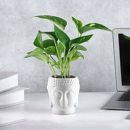 Prosperity Green Money Plant in Buddha Pot-image-90