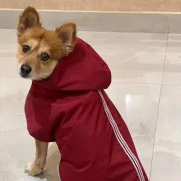 Raincoat for Dog-image-30