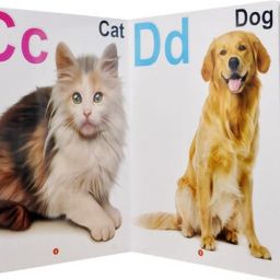 All in one Plastic Board Book for Pre-nursery to Primary Kids Edition : 9-image-98