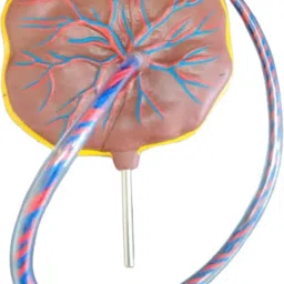 smei Placenta Model with Removable Umbilical Cord Anatomical Model image 3