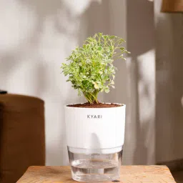 kyari Aralia Variegated Self Watering Pot - White-picture-23