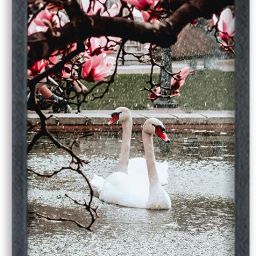 swan bird Painting For Wall Mount wall For Gift Happy Brithday us Digital Reprint 13 inch x 10 inch Painting-image-54