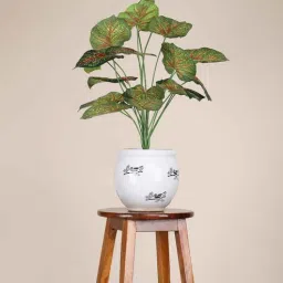 foliyaj 18 Leaf Red Caladium Plant Bunch 2 Feet Tall without Pot-picture-34