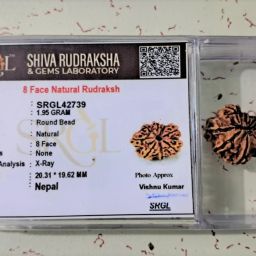 8 MUKHI NEPALI RUDRAKSHA Wood Pendant-image-9