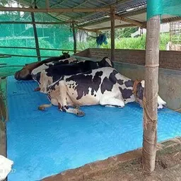 hakex Cow Mat Waterproof Rubber Mat-8*5 Feet BPA Free For Horse | Cow, Dog, Hamster, Guinea Pig, Miniature Pig Pet Mat-picture-35