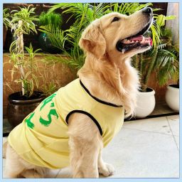 Anti-stress T-shirt, Shirt, T-shirt, Sweats, Costume for Dog-26
