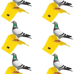 Caged Bird Feeder-picture-15
