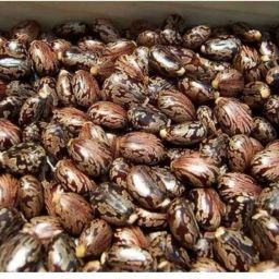 Castor seeds,Rincinus communis,amudamu and erandela seeds Seed-image-77