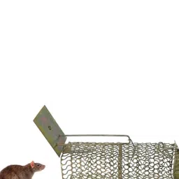 bhola engineering Rat Trap Square 007 Live Trap image 3