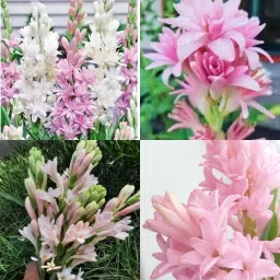 Tube rose rajanigandha flower plant 9 Seed-image-12