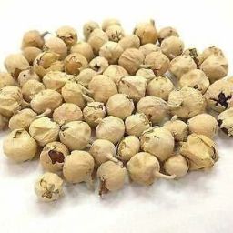 Paneer Doda Seed-image-7