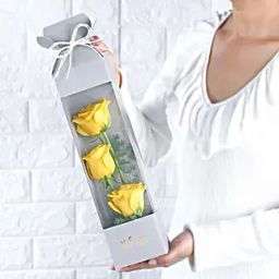 Yellow Rose Sunshine-image-21