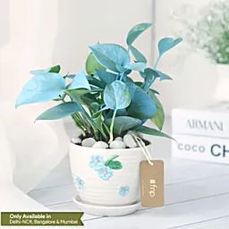 Money Plant in Elegant White Pot-image-35