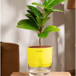 kyari Ficus Lareta/Fiddle Fig Plant With Self Wateringing 4Inch Pot- Green-picture-12