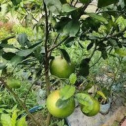 Lemon Vine Plant-image-92