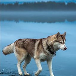 Dog walk Reprint Clip Board Exam Pad (14x9.5 Inches)-image-54