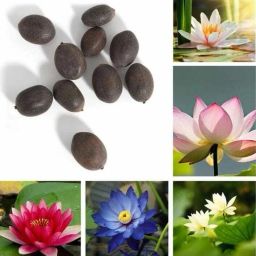 Organics Kamal Lotus Seed-image-16