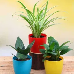 nurserylive Spider , Snake , Peace Lily Natural Plant-picture-13