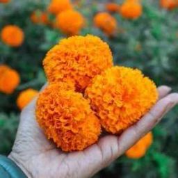 MariGold, Flower Seeds Gainda Seed Seed-image-76