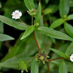 Bhringraj Seed Seed-image-71