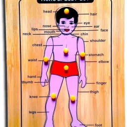 Body Parts Of Boy Picture Puzzle Board For Kids Learning toy-image-46