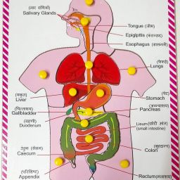 Human digestive system wooden & educational and learning toy for kids-10
