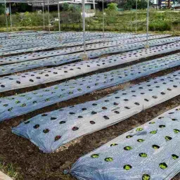 Mulch sheet 25 Micron with Hole for Onion 4 feet ×400m-4 inch×4 inch×10 line Garden Mulch-16