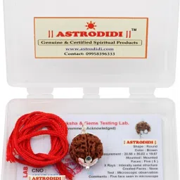 5 Mukhi Nepali Rudraksha Five Face Original Real Rudraksha with Lab Certificate Silver Silver Pendant-picture-24