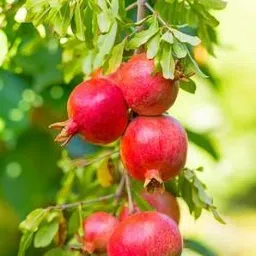 Pomegranate Plant-image-10