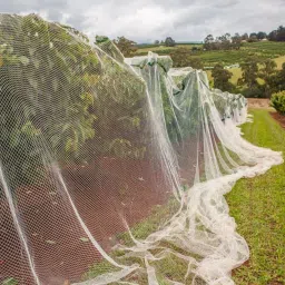 i geon UV Stabilized Nylon Pigeon Net_Bird Net_Monkey Net_10 X15 Feet_White Color Camping Net image 5