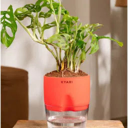 kyari Philodendron Broken Heart Plant With Self Watering Pot- Red-picture-2