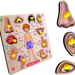 NEW LAUNCH WOODEN QUALITY BODY PART BOARD LEARNING TOY FOR ALL KIDS.-22