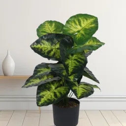 Arick Decor 27 Inch Artificial Real Touch Dieffenbachia With Black Pot-picture-6